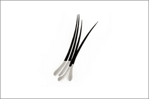 굵은모 (다모낭)